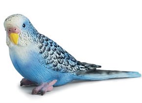 Синий волнистый попугай
