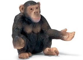 Женщина шимпанзе