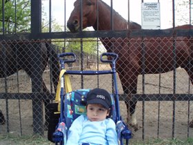 Бодя и лошади