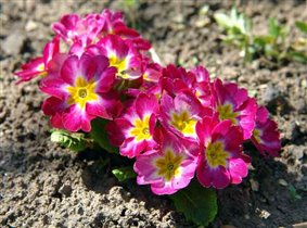 Примула № 11