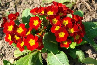 Примула № 14