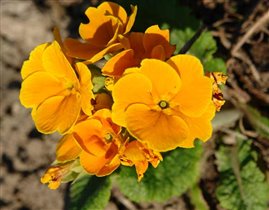 Примула № 15