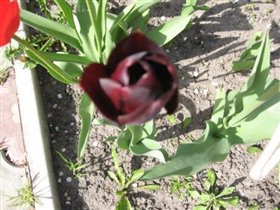 Черный тюльпан - это что-то))