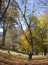 Теберда - осень