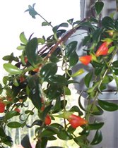 нематантус