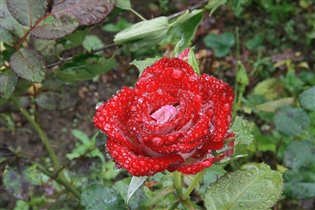 роза красная в каплях