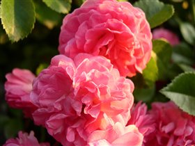 роза плетистая розовая