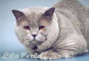 Папа нашей коши