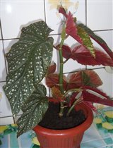 королевская бегония