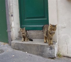 Монмартрские коты