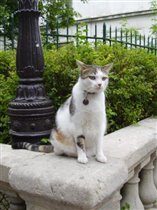 Монмартрская кошка