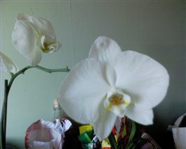 Новая орхидея