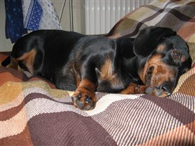 Полусонный Че