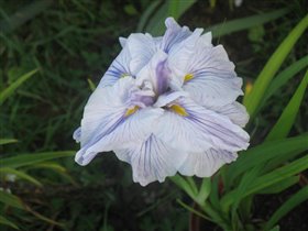 Японский ирис