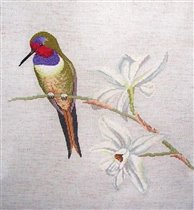 Южно-американский вид колибри дизайн от DMC 