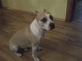 Лорд-самый лучший друг Васи