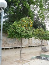 По дороге к парку Гуэль. Апельсиновой дерево.