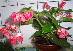 вечноцветущая бегония