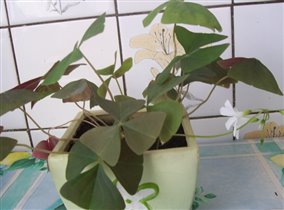 кислица (семейное счастье)