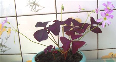 кислица(семейное счастье)