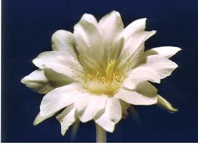 цветок эхинопсис эйрэзии