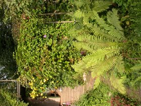 Клематис в кустах малины