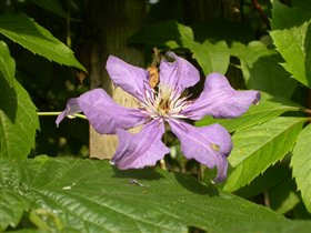 Он же. Цветок крупно