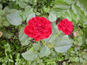 Розочка миниатюрная 