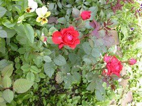 Розочка миниатюрная 