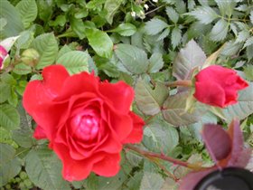 Она же.  Цветок крупно