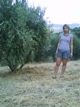 кругом оливковые деревца