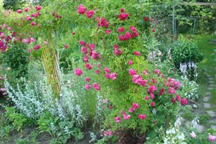 Роза плетистая