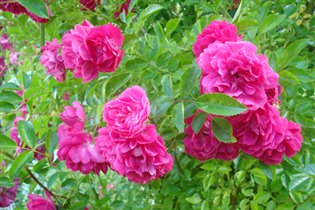 Роза. Цветы крупно