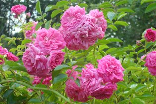 Роза плетистая