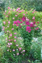 Роза плетистая