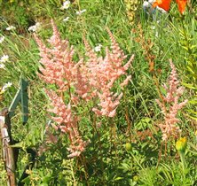 Астильба персиковая.