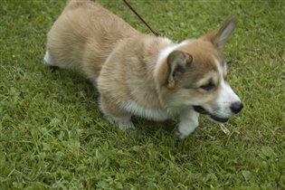 Тянем-потянем