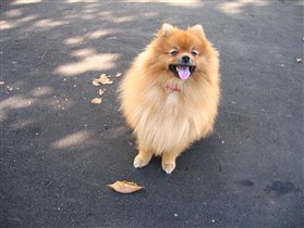 Такой рыжий красавец