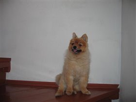 Эх...подстригли