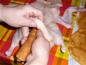 Эти блинчики укладываем в утку, но оставляем немного места (не надо набивать её как барабан), иначе при запекании блины разбухнут и порвут утку.