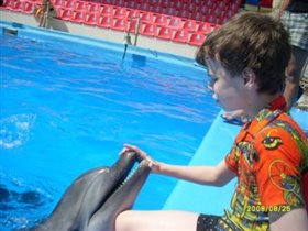 Вначале ребенок общается с дельфином на суше