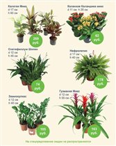 спецпредложение до 15 ноября