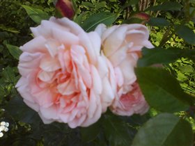 чудная роза с запахом персика. спасибо  Helen_sun