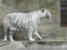 Бенгальский белый тигр - классная киса!
