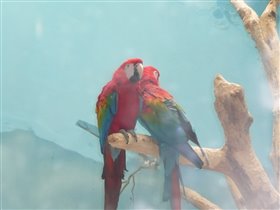 Самые красивые попугаи!