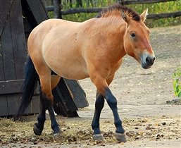 лошадь Пржевальского - Средняя Азия