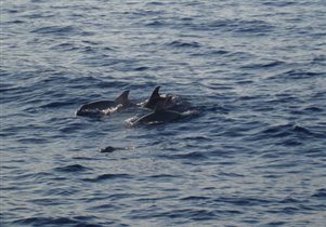 дельфины, там же, август 2009 год