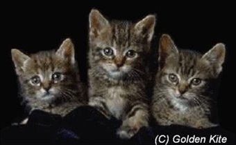 GK 116 Kittens