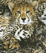 artecy - Baby Cheetah 2