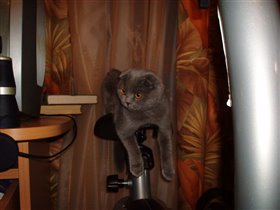 Кошка на на велотренажере (действительно застукали:))
